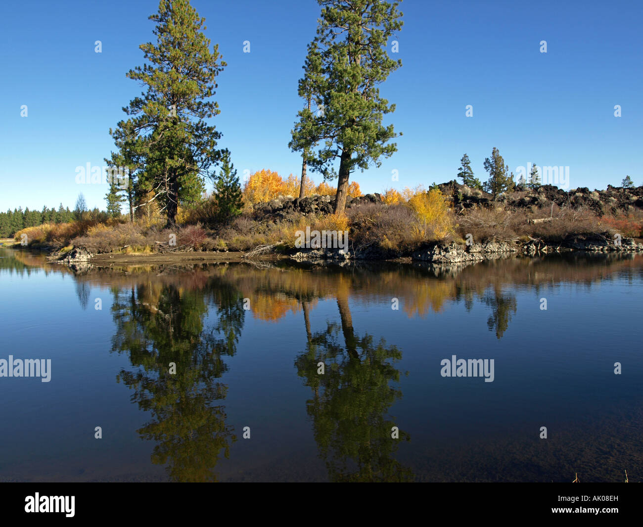 Reflexionen von Aspen und Ponderosa Pinien in den ruhigen Gewässern des Deschutes River entlang der Deschutes River Trail Stockfoto
