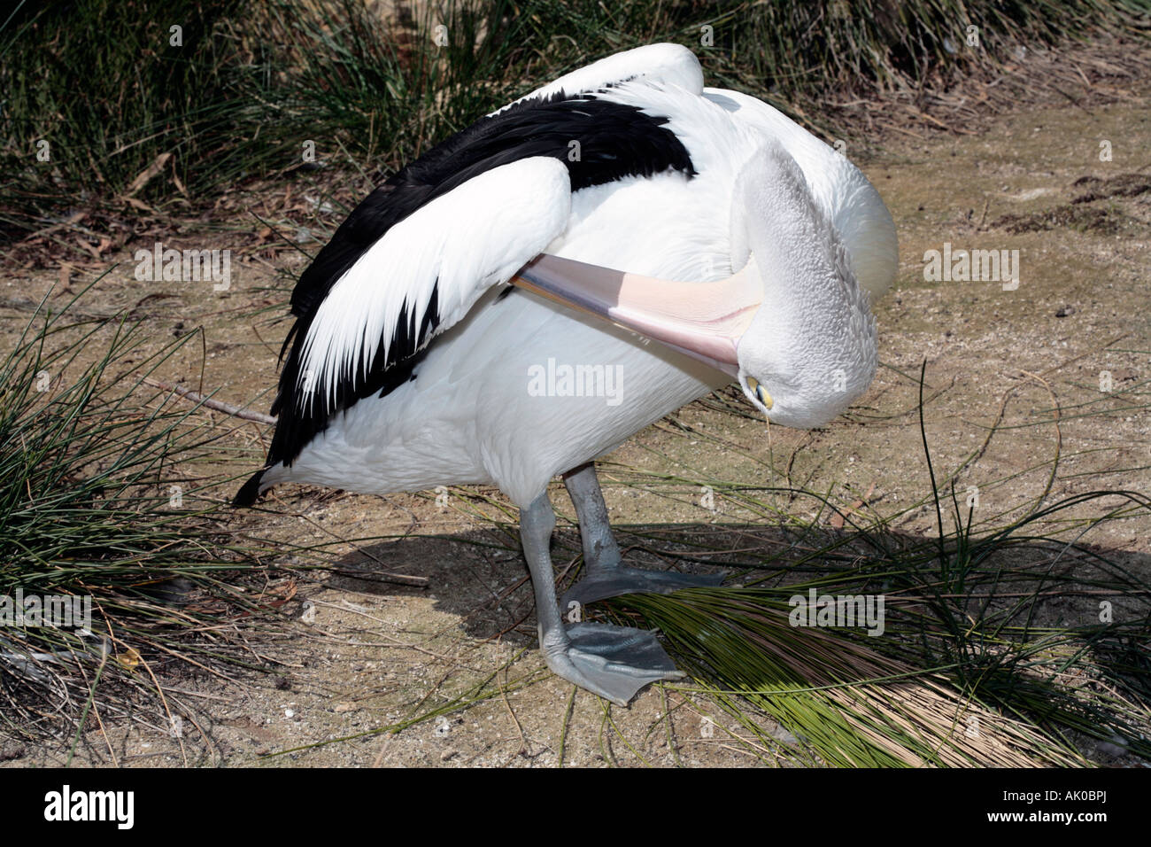 Australische Pelican Pflege Pelecanus conspicillatus Stockfoto