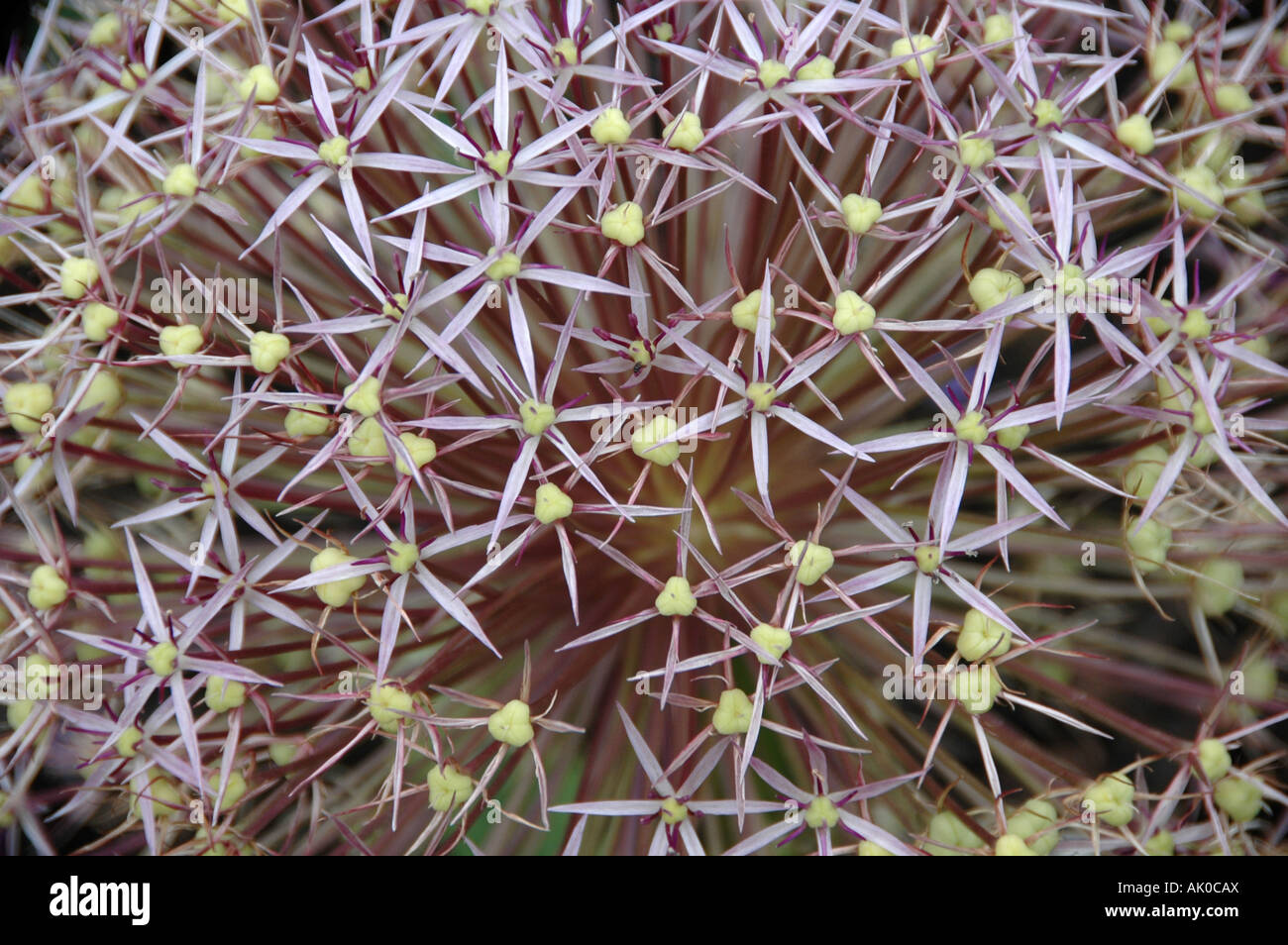 Nahaufnahme der Allium Christophii Blüte im Hochsommer Stockfoto