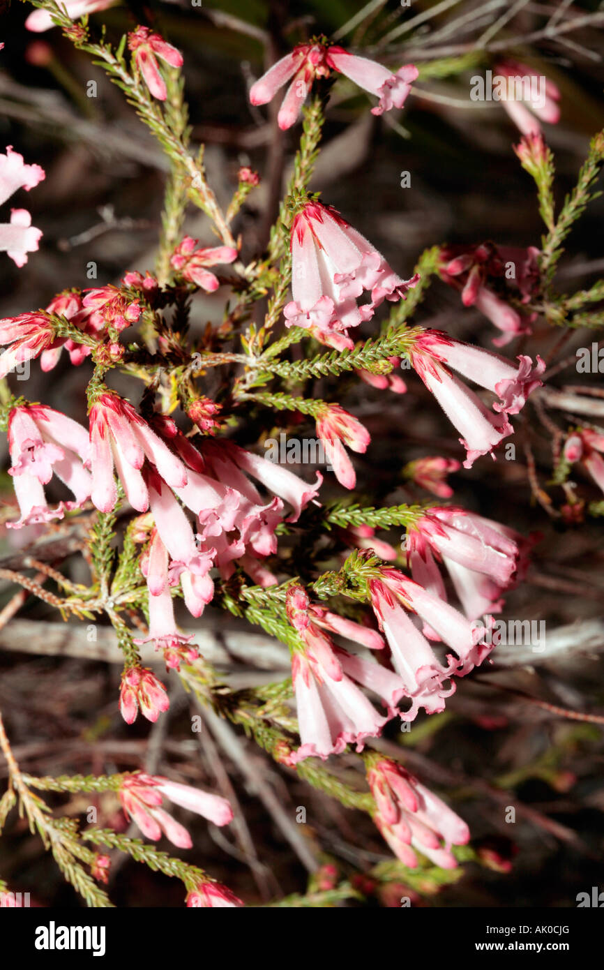 Kap-Heide/Heide - Erica holosericea Stockfoto