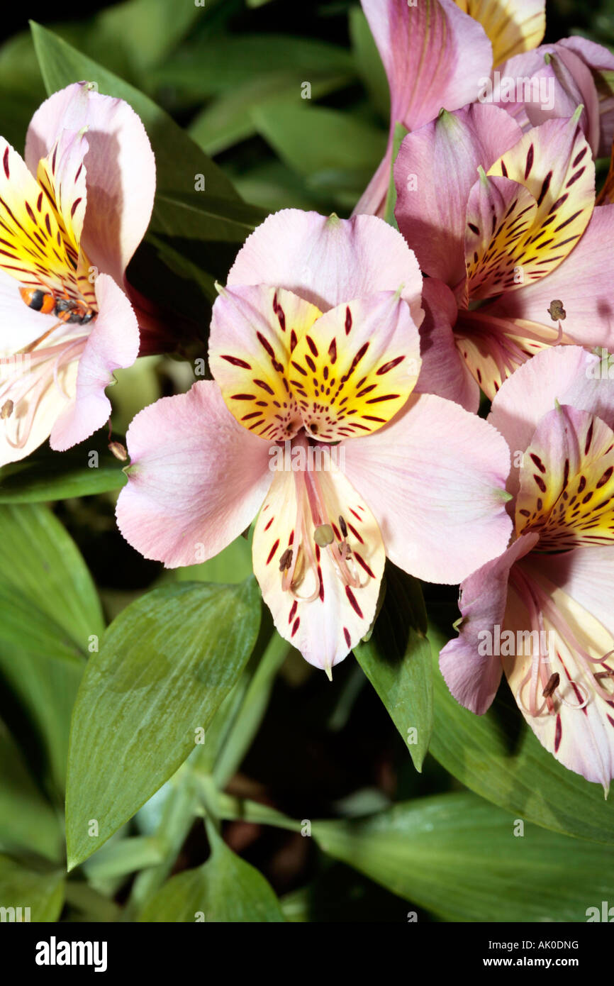 Peruanische Lilie / chilenische Lily / Blume der Inkas - Alstroemeria Stockfoto