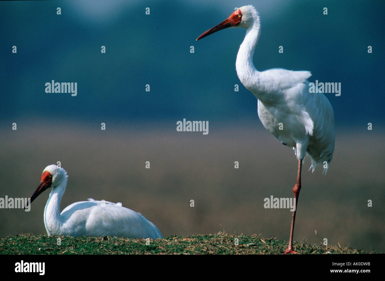 Große weiße Kranich / sibirische Kran / Schneekranich / Nonnenkranich Stockfoto