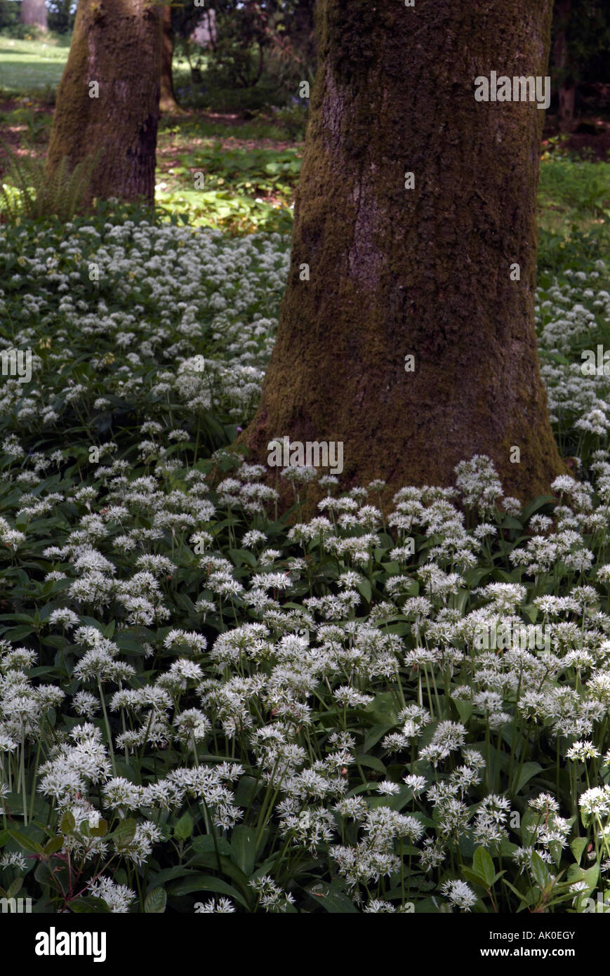 Ein Waldgebiet mit einem Teppich aus weißen Bärlauch Blumen Allium Ursinum rund um ein Moos bedeckt Baum Stockfoto