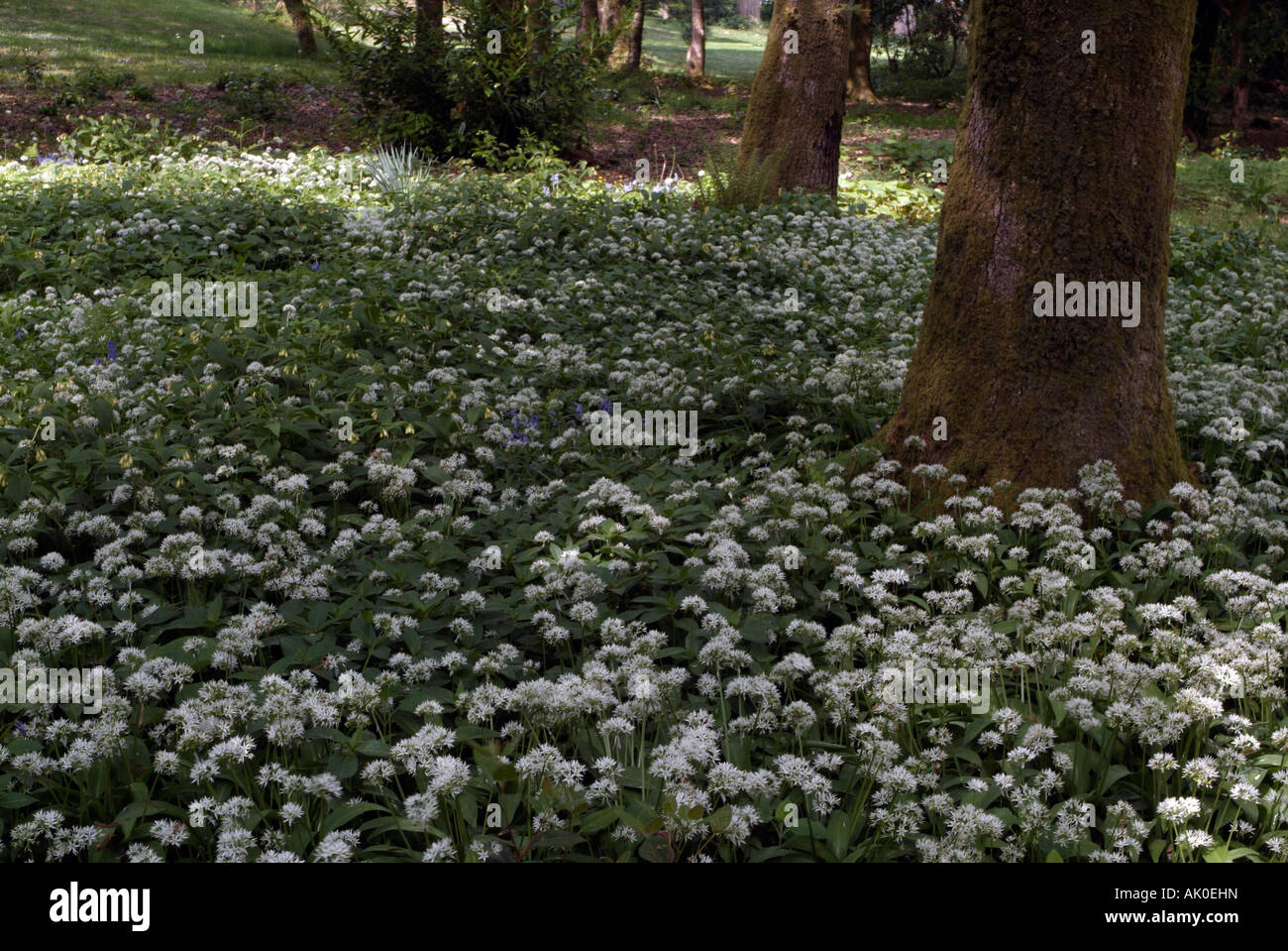 Ein Waldgebiet mit einem Teppich aus weißen Bärlauch Blumen Allium Ursinum rund um ein Moos bedeckt Baum Stockfoto