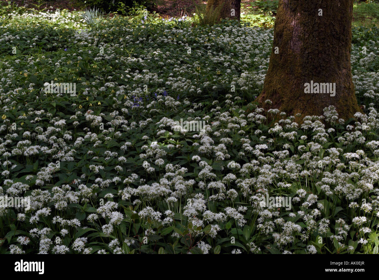 Ein Waldgebiet mit einem Teppich aus weißen Bärlauch Blumen Allium Ursinum rund um ein Moos bedeckt Baum Stockfoto