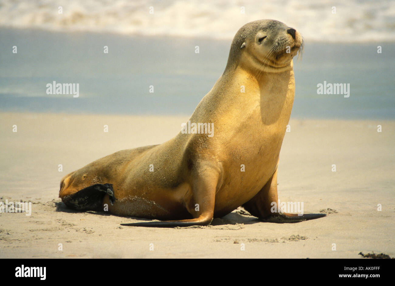 Süd Australien Kangaroo Island Seal Bay australische Seelöwen ein