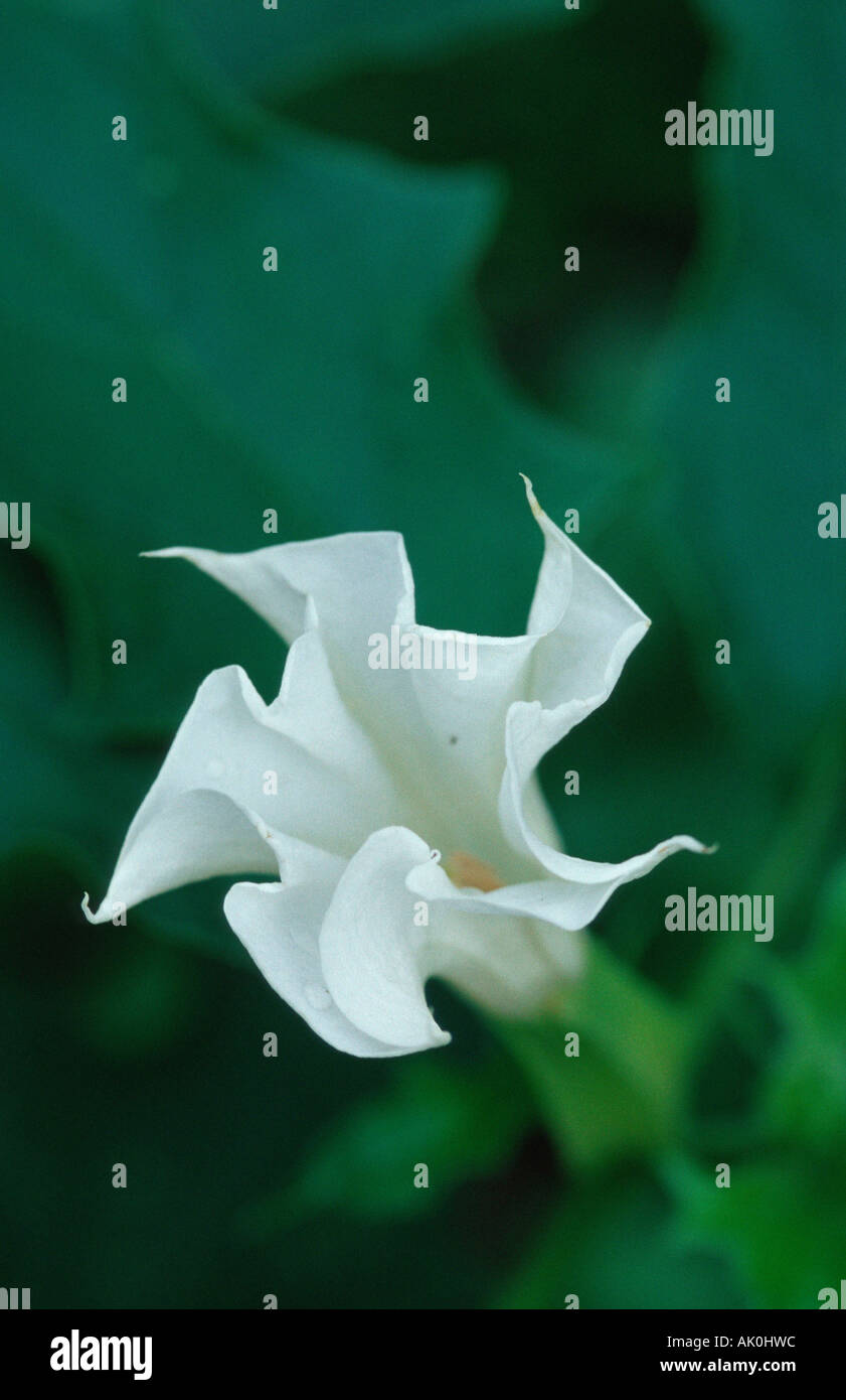 Thorn Apple / Jimson Unkraut / Weisser Stechapfel Stockfoto