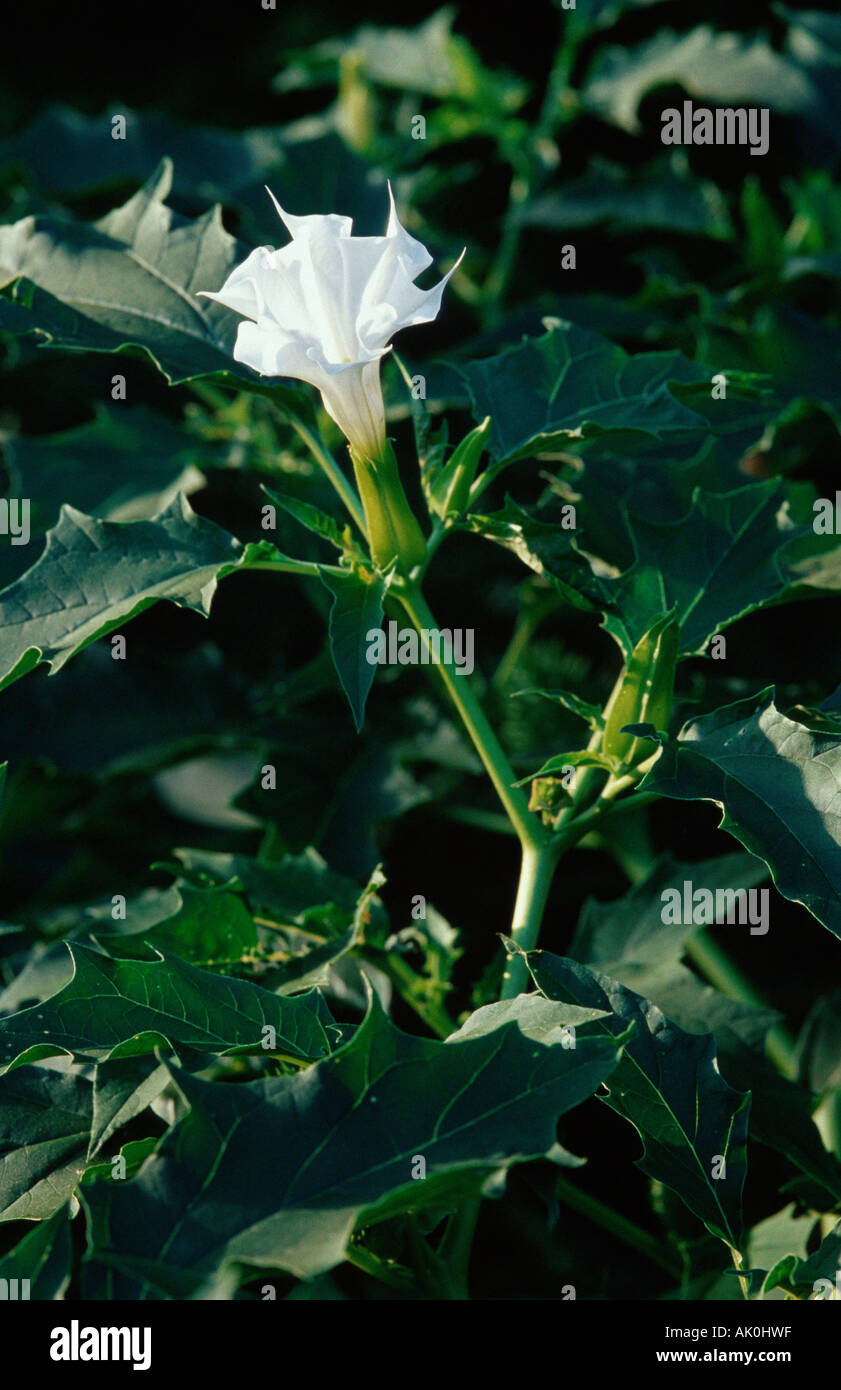 Thorn Apple / Jimson Unkraut / Weisser Stechapfel Stockfoto