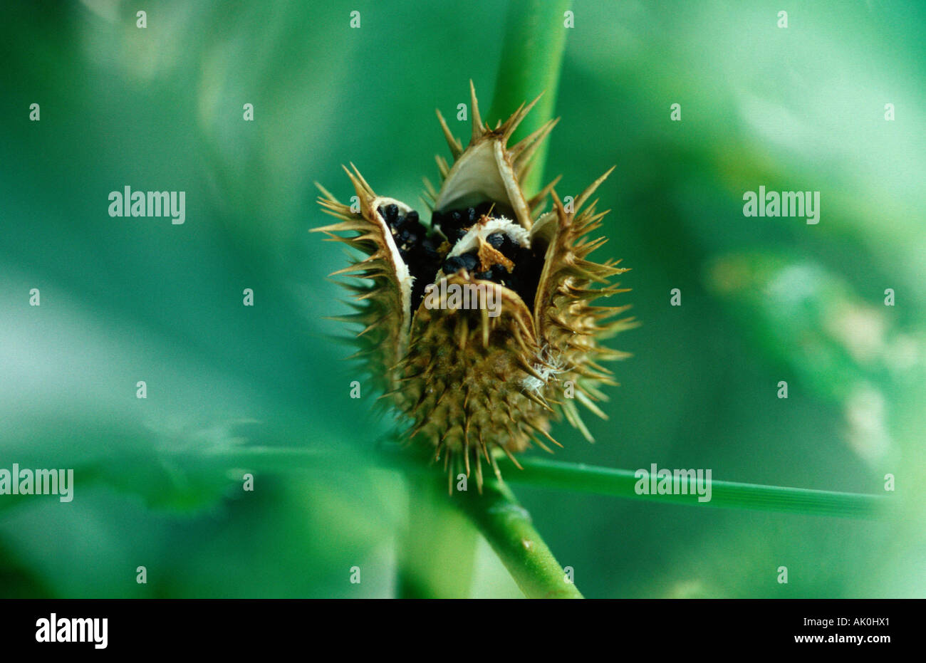 Thorn Apple / Jimson Unkraut / Weisser Stechapfel Stockfoto