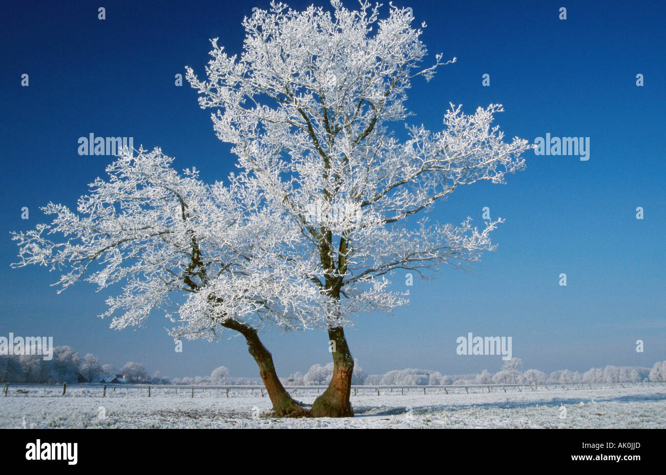 150x50cm #119700 Winter Baum Im Raureif Schnee Poster Leinwand-Druck Bild