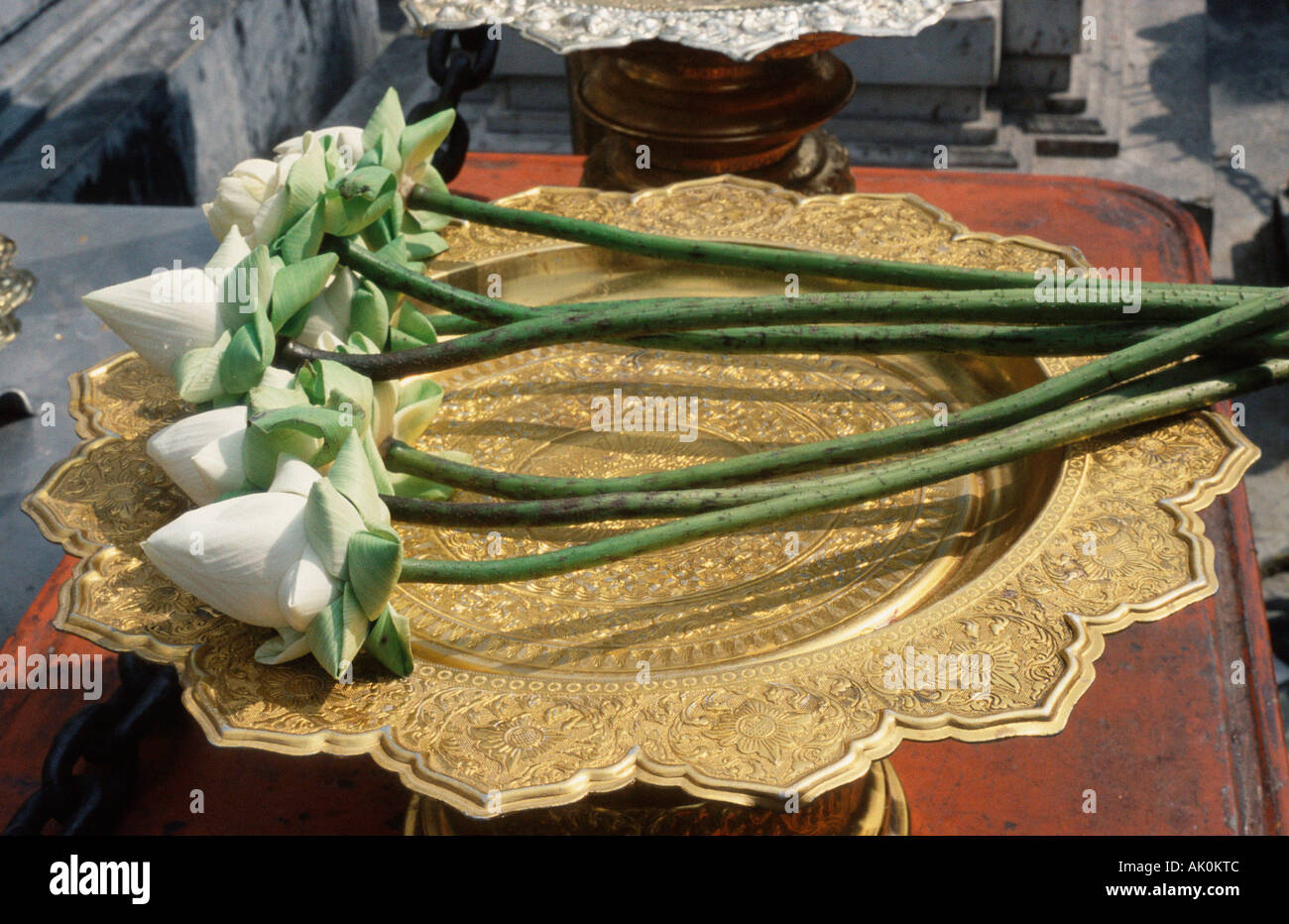 White Lotus Blumen / Bangkok Stockfoto
