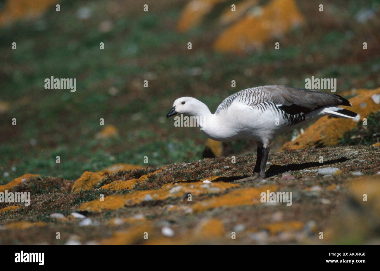 Magellanic Gans Stockfoto