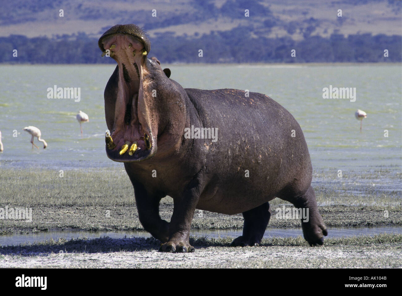 Nilpferd gähnende Ngorongoro Krater Tansania Stockfoto