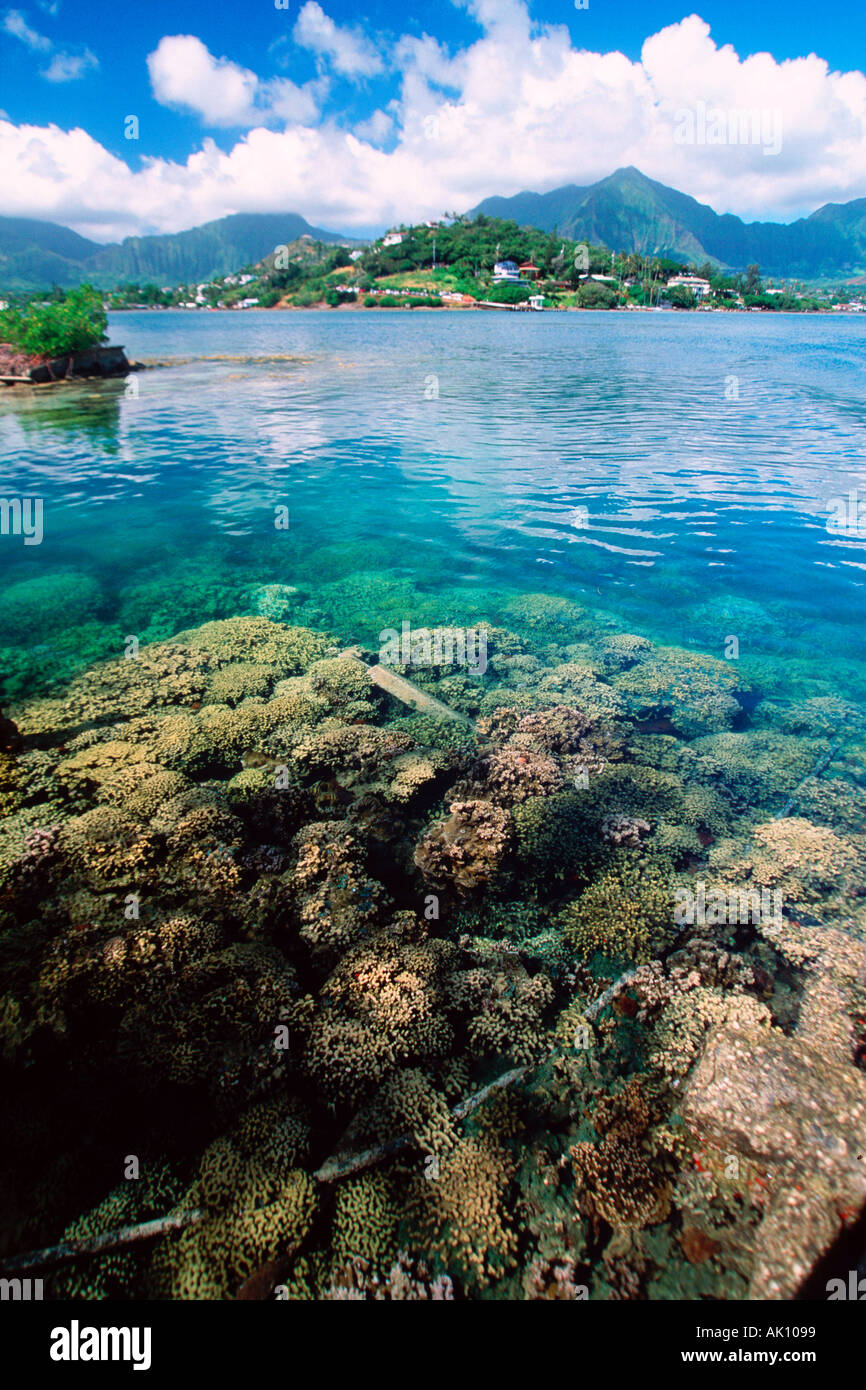 Coral Reef Kaneohe Bay und Koolau Berge Kaneohe Oahu Hawaii North Pacific USA Stockfoto