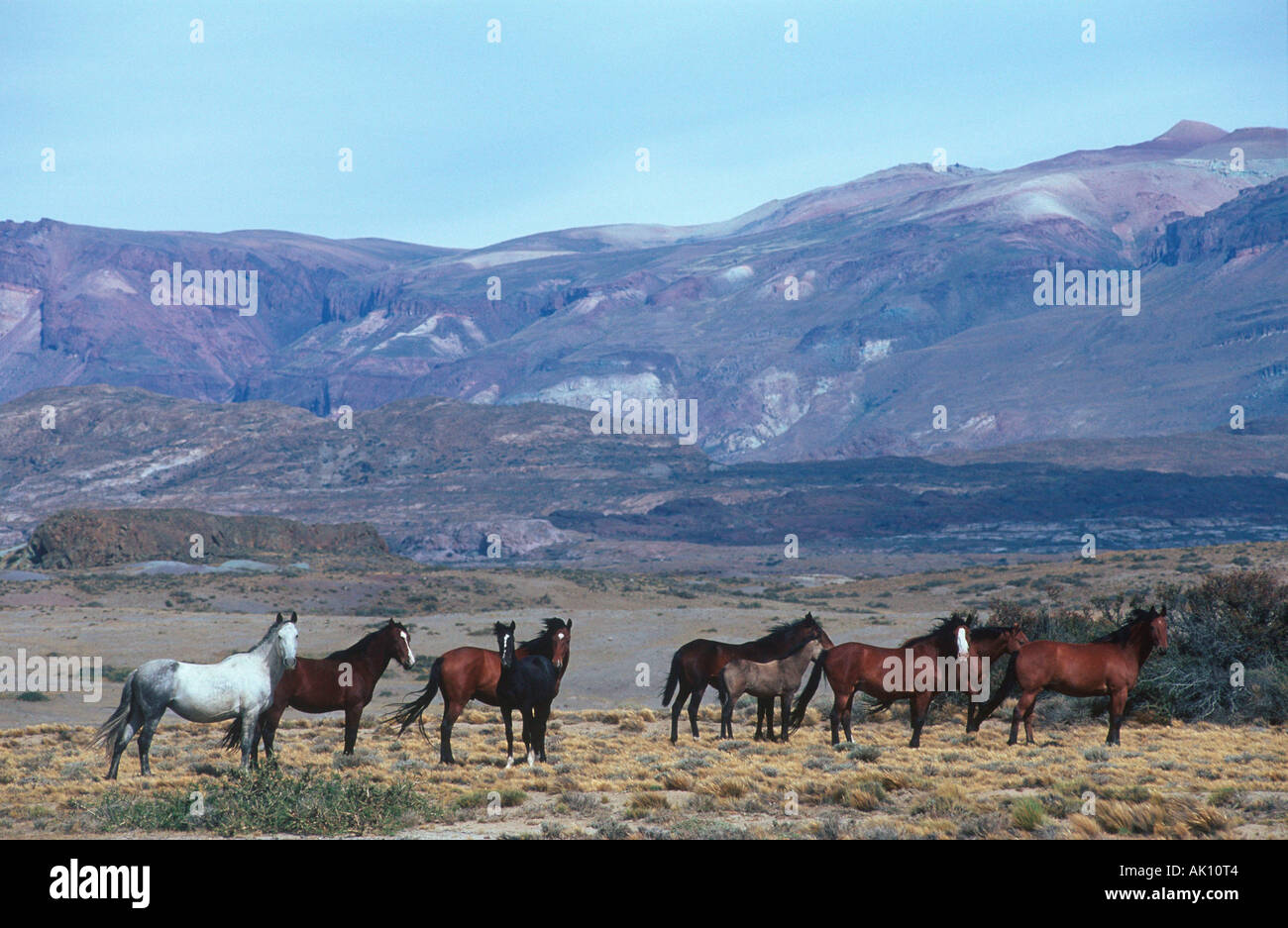 Wildhorse / Mustang Stockfoto