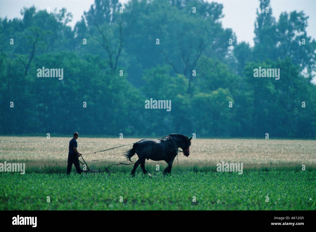 Mann mit Pferd Pflug / Pflügen Stockfoto