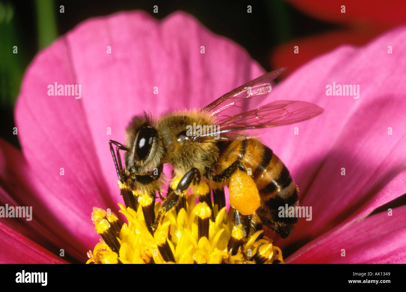 Afrikanische Honig Biene Apis Mellifera Adansonii Futter für Pollen auf einem Kosmos Blüte Afrika Stockfoto