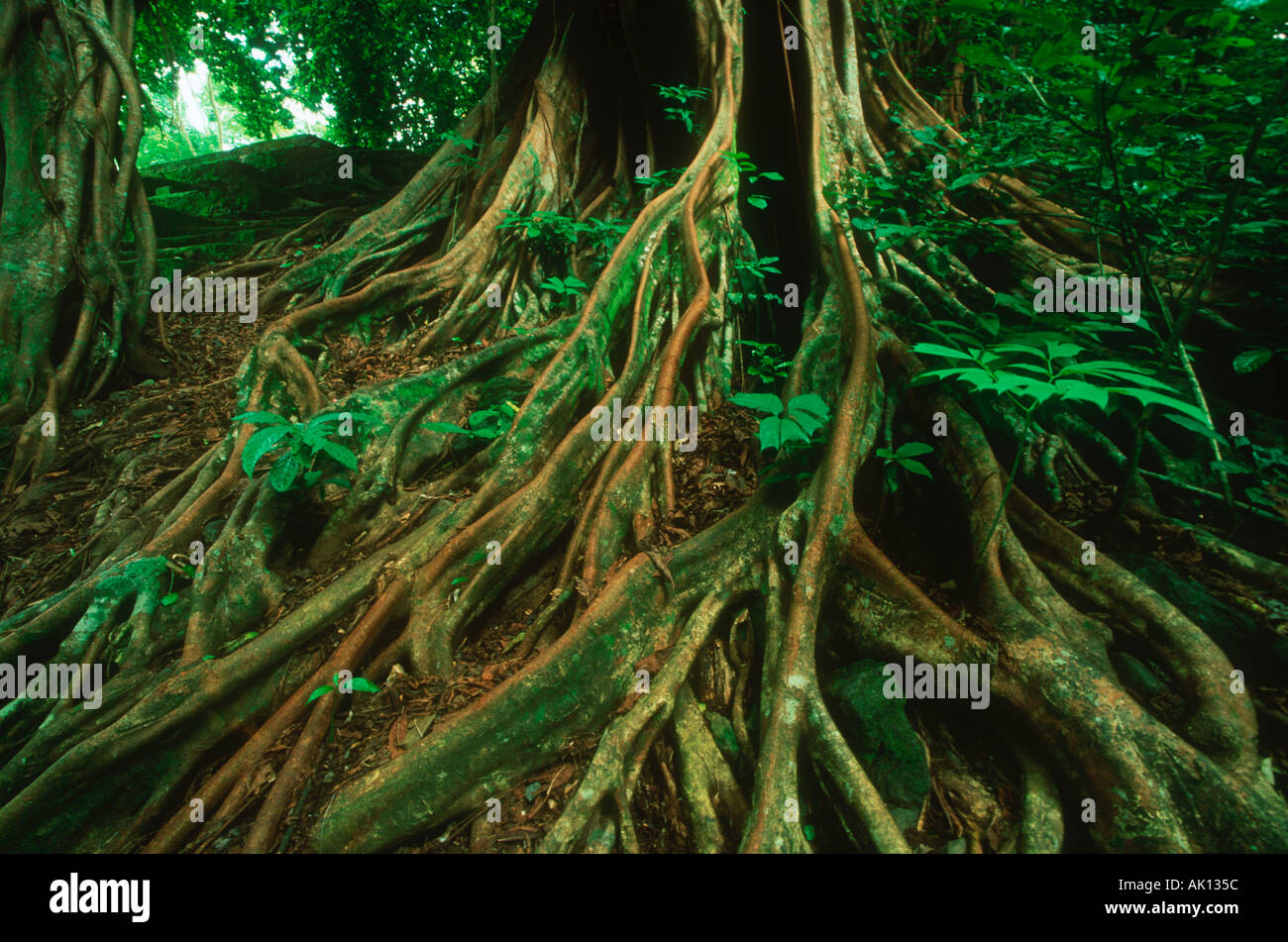 Wald Arten Strangler Fig Tree Kamerun Stockfoto