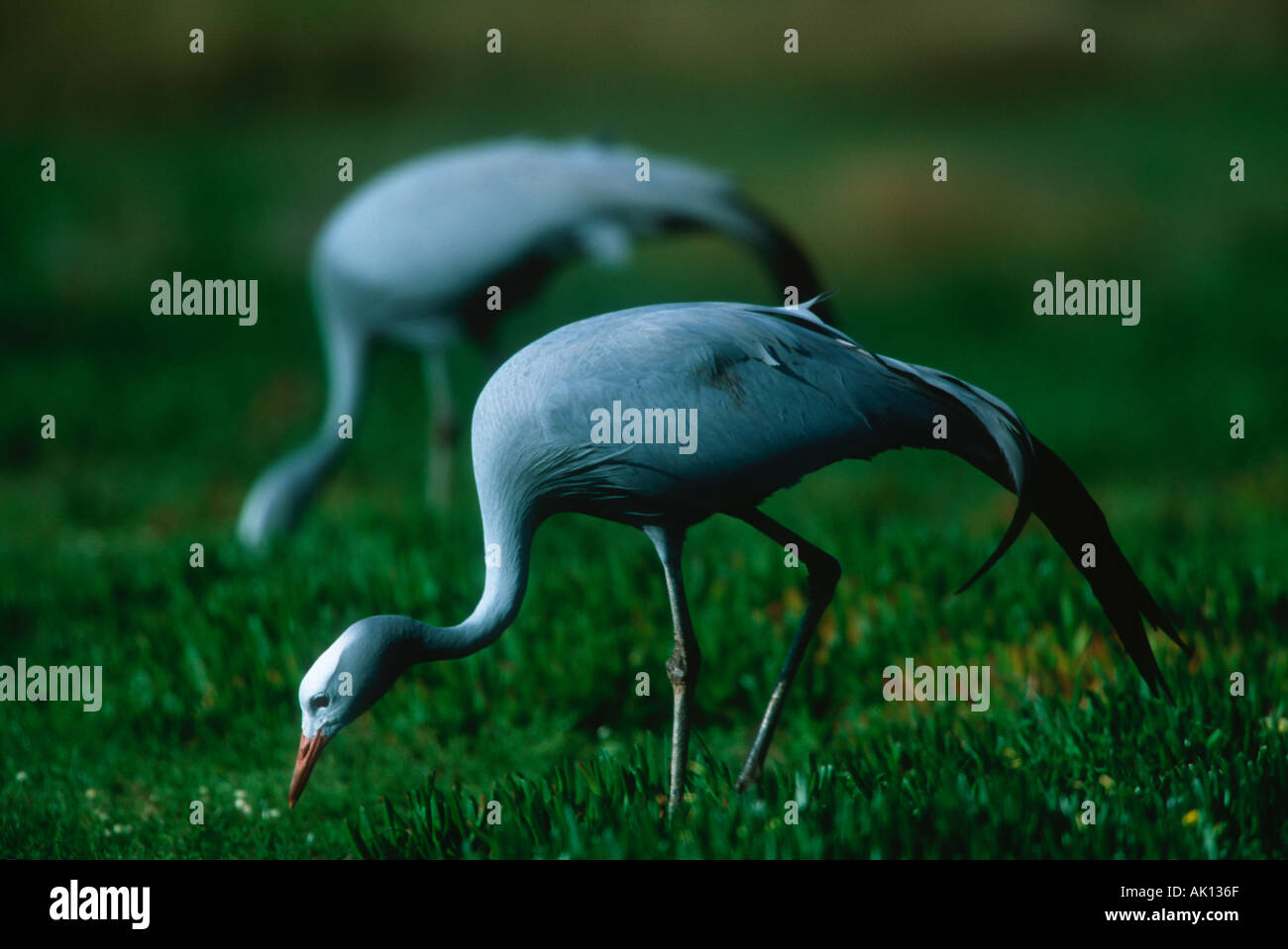Blauen Kran Anthropoides Paradisea endemisch in Süd-Afrika vom Aussterben bedrohte Stockfoto