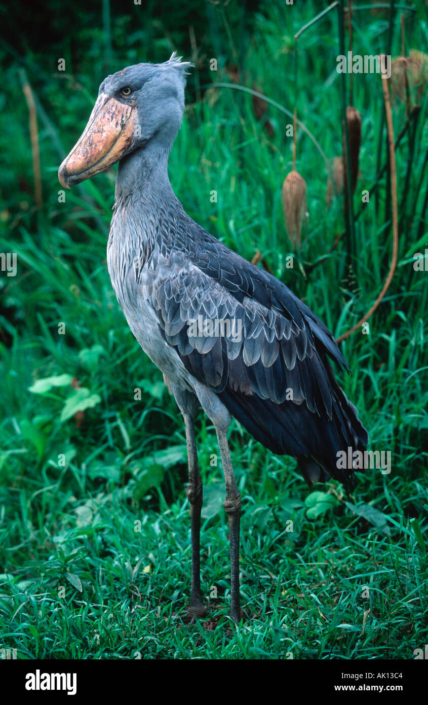Schuhschnabel Storch Balaeniceps Rex gefährdeten Arten lokalisierte in Ost-Zentral-Afrika Stockfoto