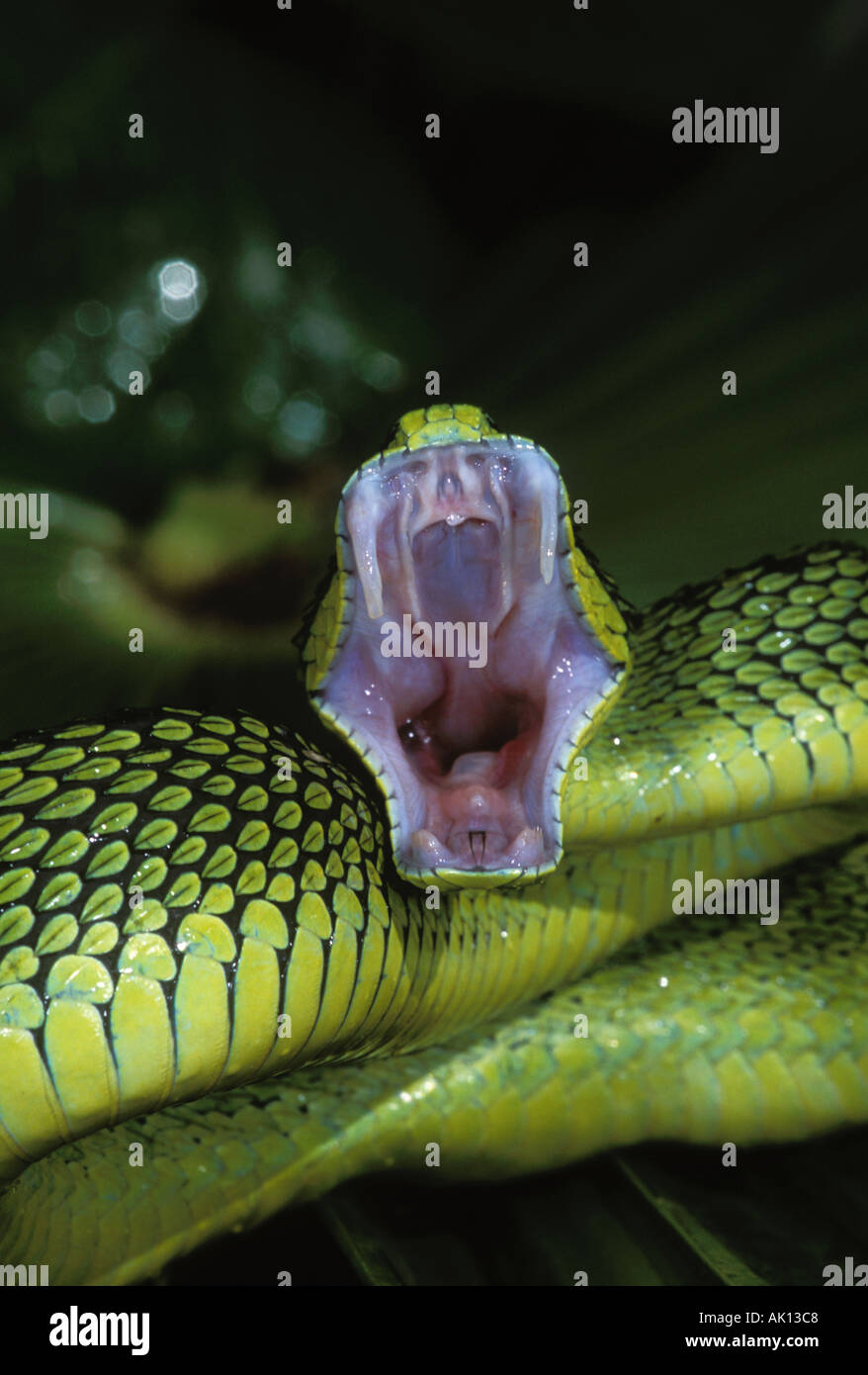 Segge Viper Atheris Nitchei schlägt mit offenem Mund Zentralafrika Stockfoto