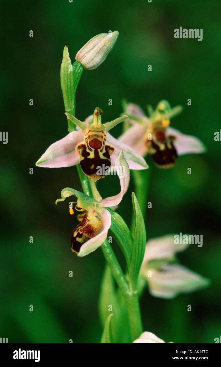 Biene Orchidee / Bienenökologie-Ragwurz Stockfoto