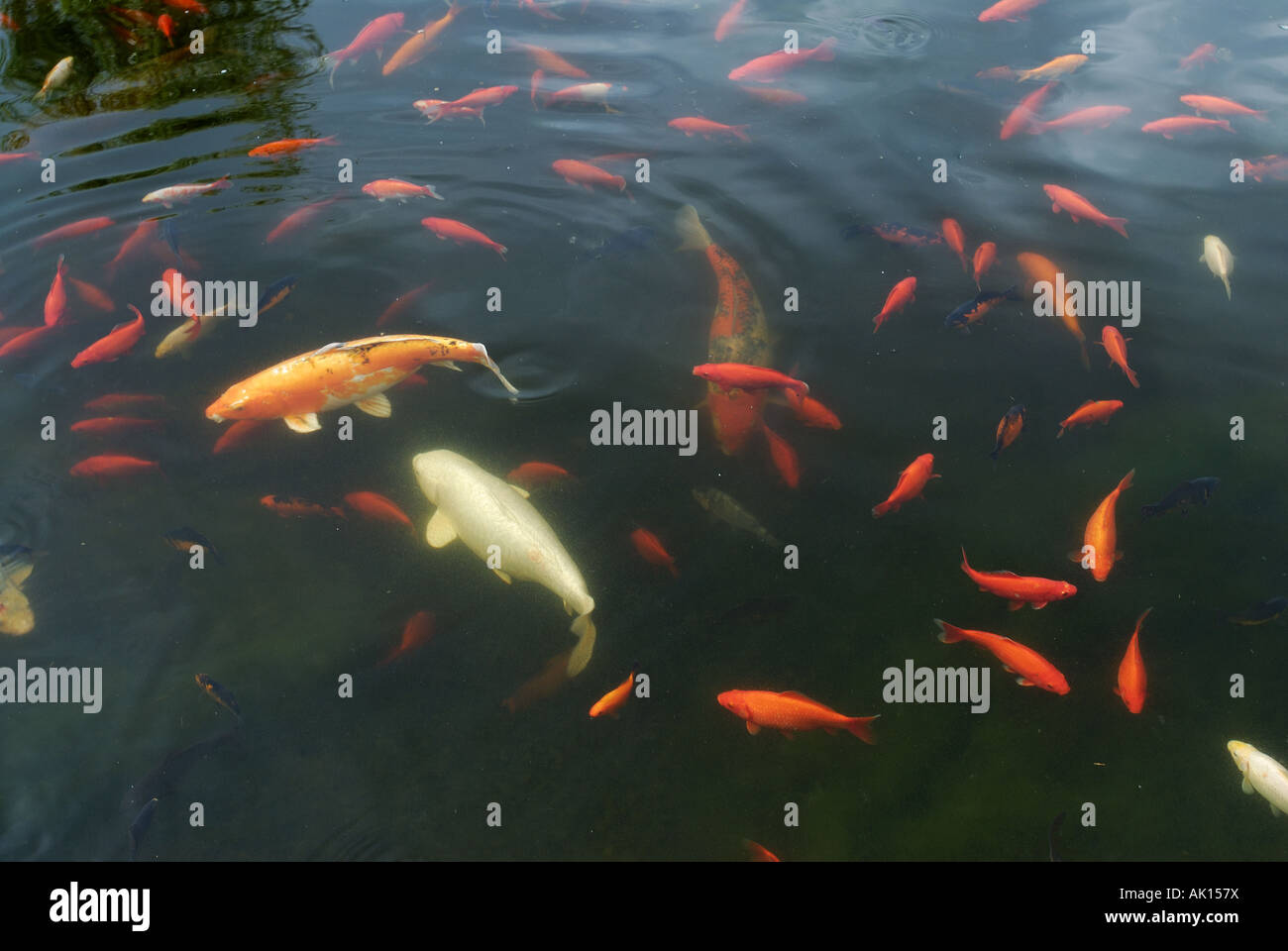 Goldfische und Kois im Teich Stockfoto