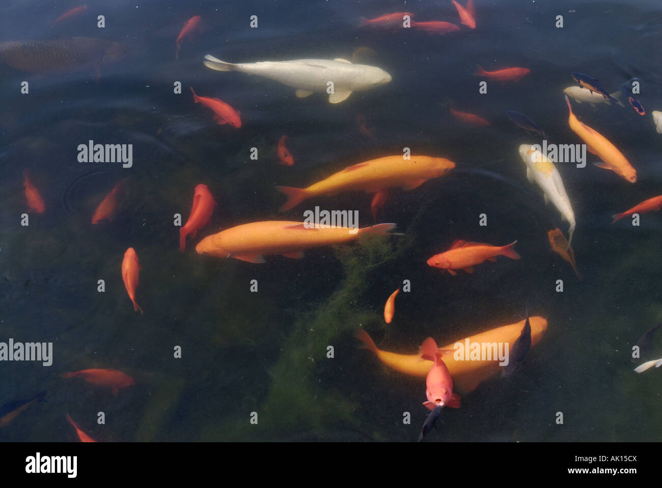 Goldfische und Kois im Teich Stockfoto