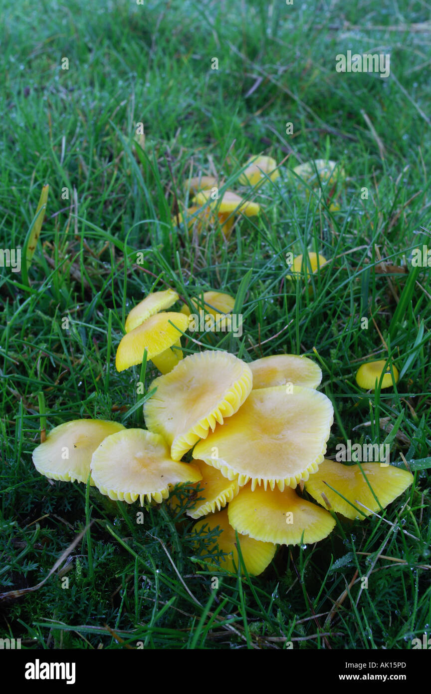 gelb-weiße Mycena Mycena Flavo Alba wächst in Grünland Stockfoto