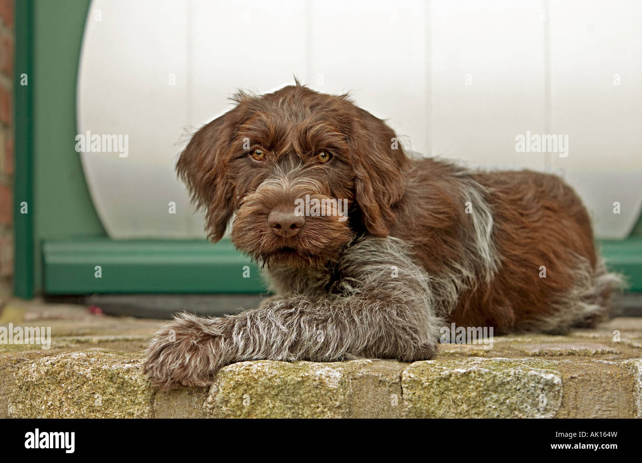Drahthaar deuten Griffon Hund Welpe liegend Stockfoto, Bild