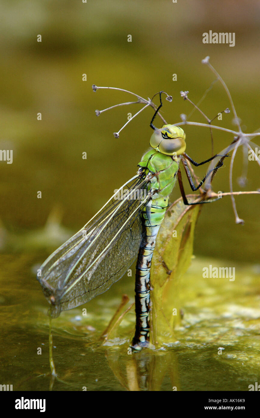 Kaiser Libelle / südlichen Aeshna Stockfoto