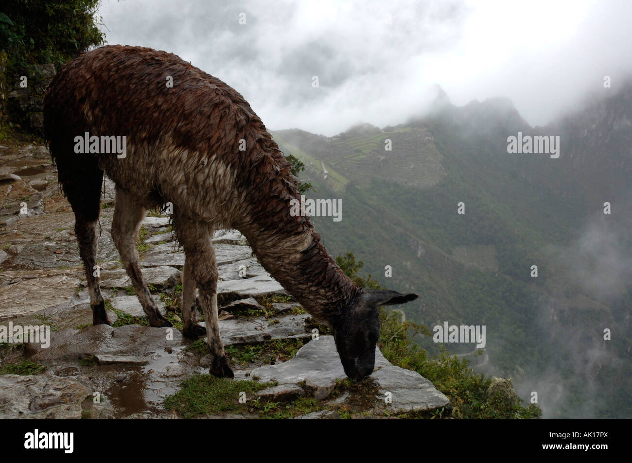 Lamas in den Regen auf Inka-Trail mehrere Kilometer von Machu Picchu. Stockfoto