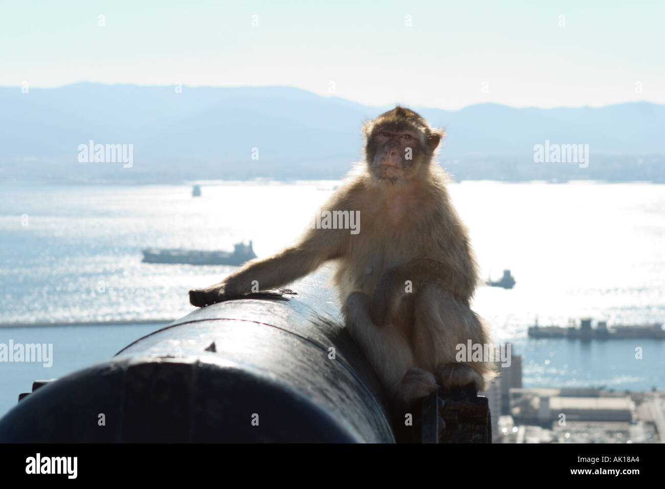 Barbary Affe und Blick nach La Linea, oberen Felsen Gibraltar, Spanien Stockfoto