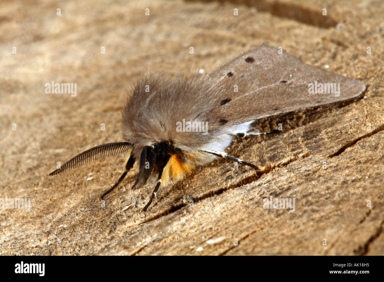 Musselin Motte Diaphora Mendica männlich Juni Cornwall Stockfoto