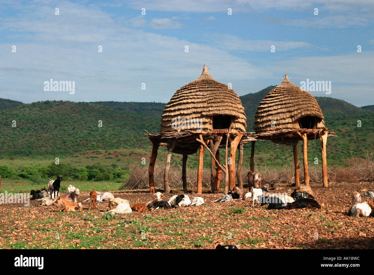 Hausziege / Nyanyagachor Stockfoto