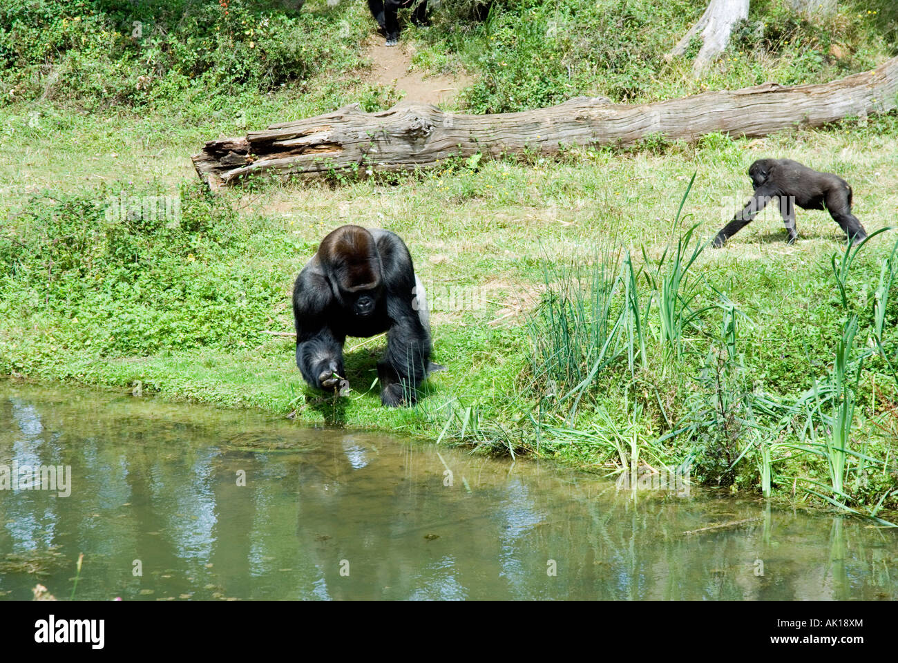 Gorillas im Gehäuse bei La Vallee des Singes Le Gureau Romagne France öffnen Stockfoto