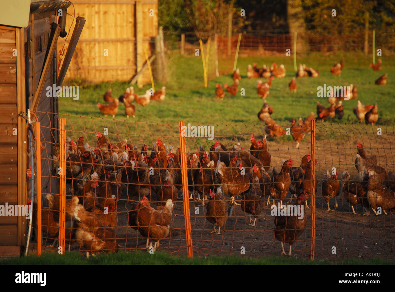 Freilandhaltung Hühnerfarm, Dorset, England, Vereinigtes Königreich Stockfoto