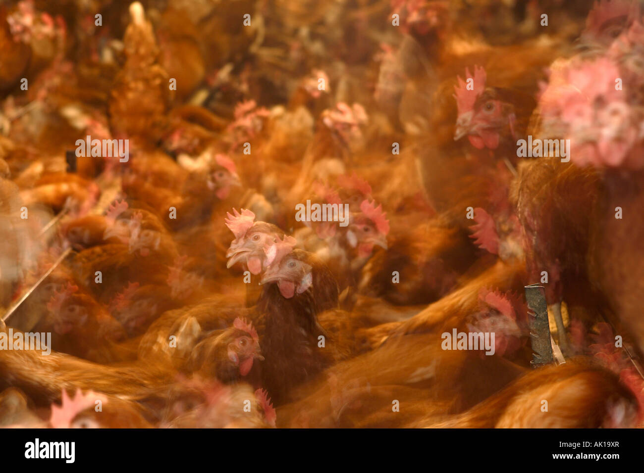 Punkt der Lay Junghennen Amersham Raans Farm UK Stockfoto