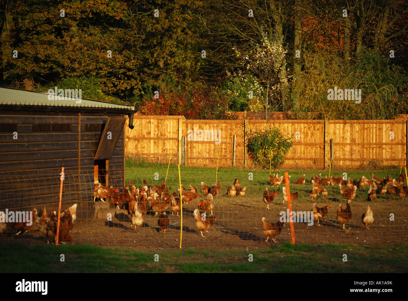 Freilandhaltung Hühnerfarm, Dorset, England, Vereinigtes Königreich Stockfoto