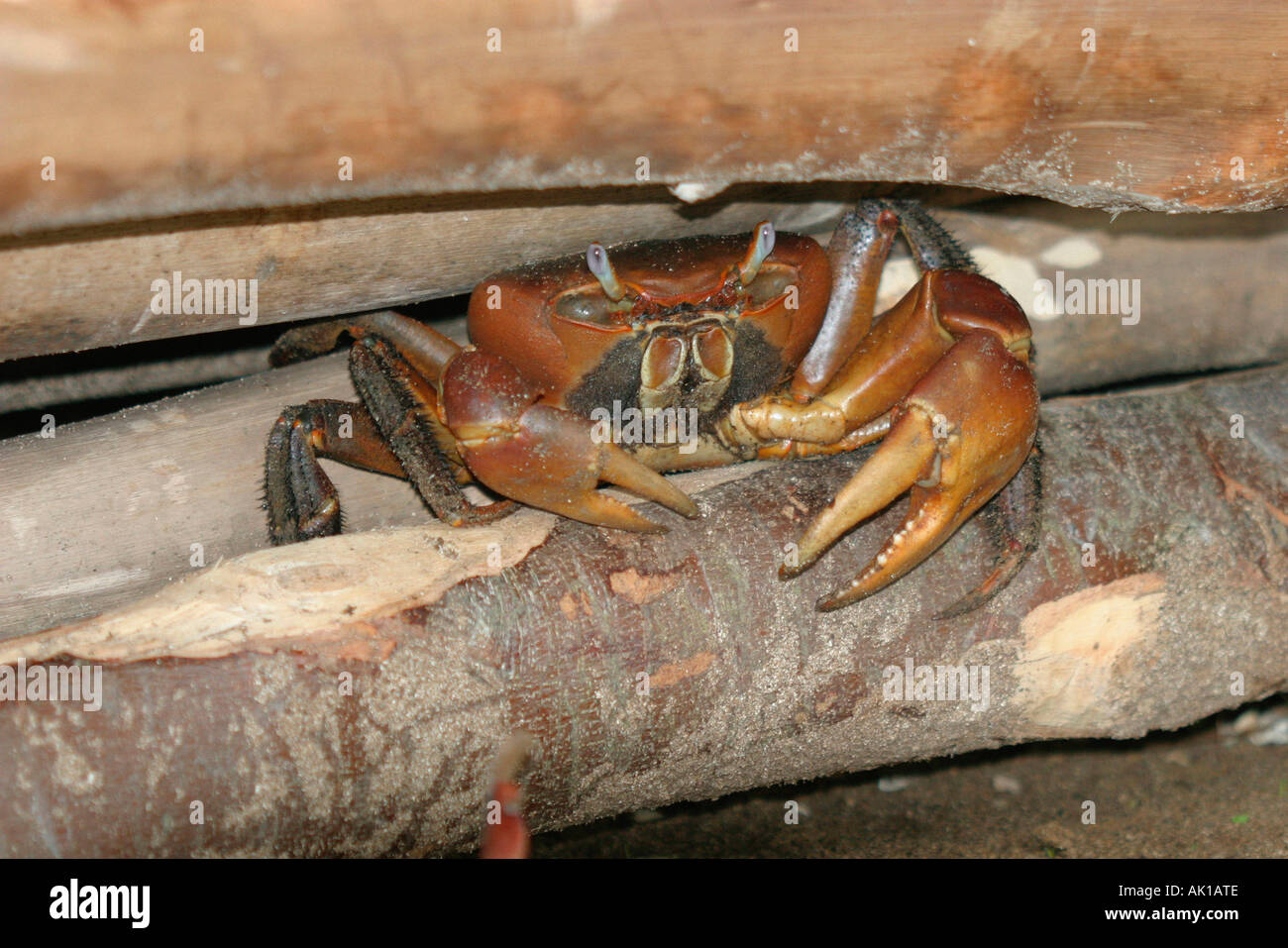 Rote Krallen Krabbe Stockfoto