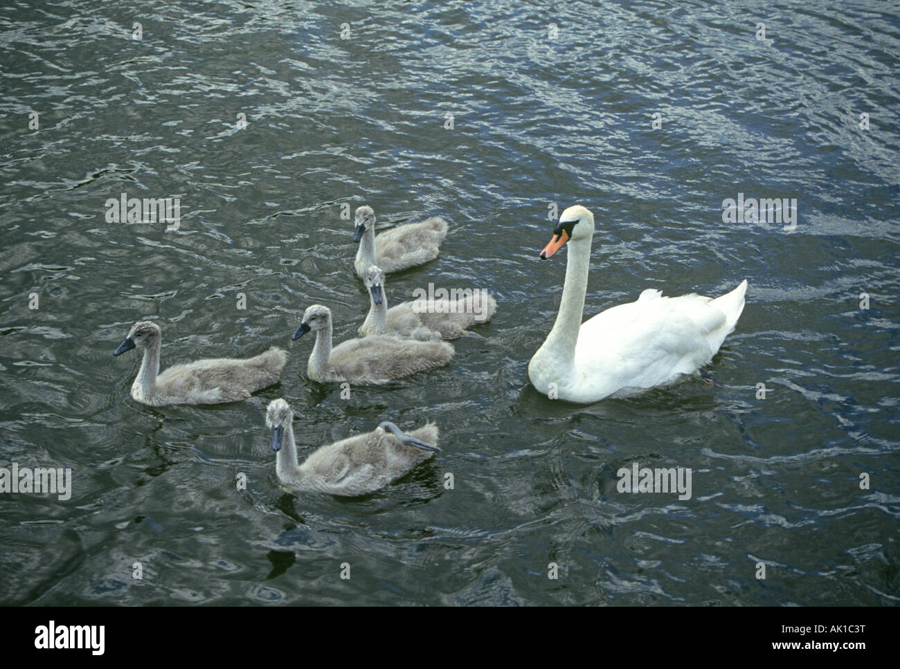 Ein Schwan Mutter und ihre Kinder auf einem Teich im Hyde Park in London Stockfoto