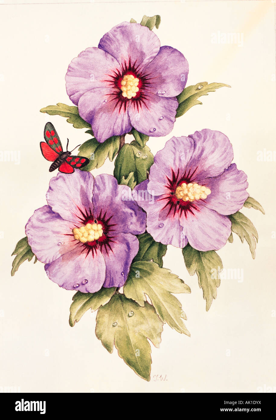 Darstellung der vielfältigen Hibiskusblüten mit Moth. Stockfoto