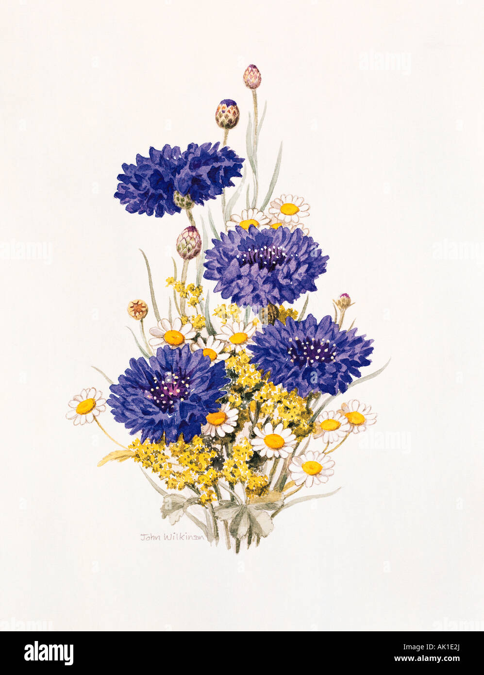 Illustration von blauen Kornblumen. Stockfoto