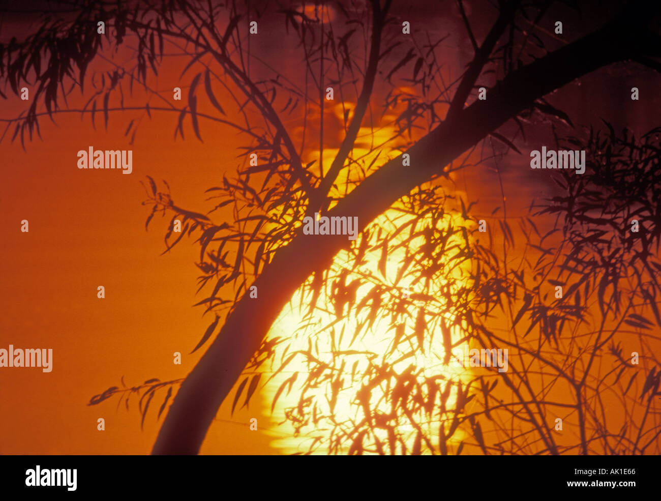 orientalischen Stil Foto von Sonnenuntergang auf dem Wasser mit Bambus abstrakt Stockfoto