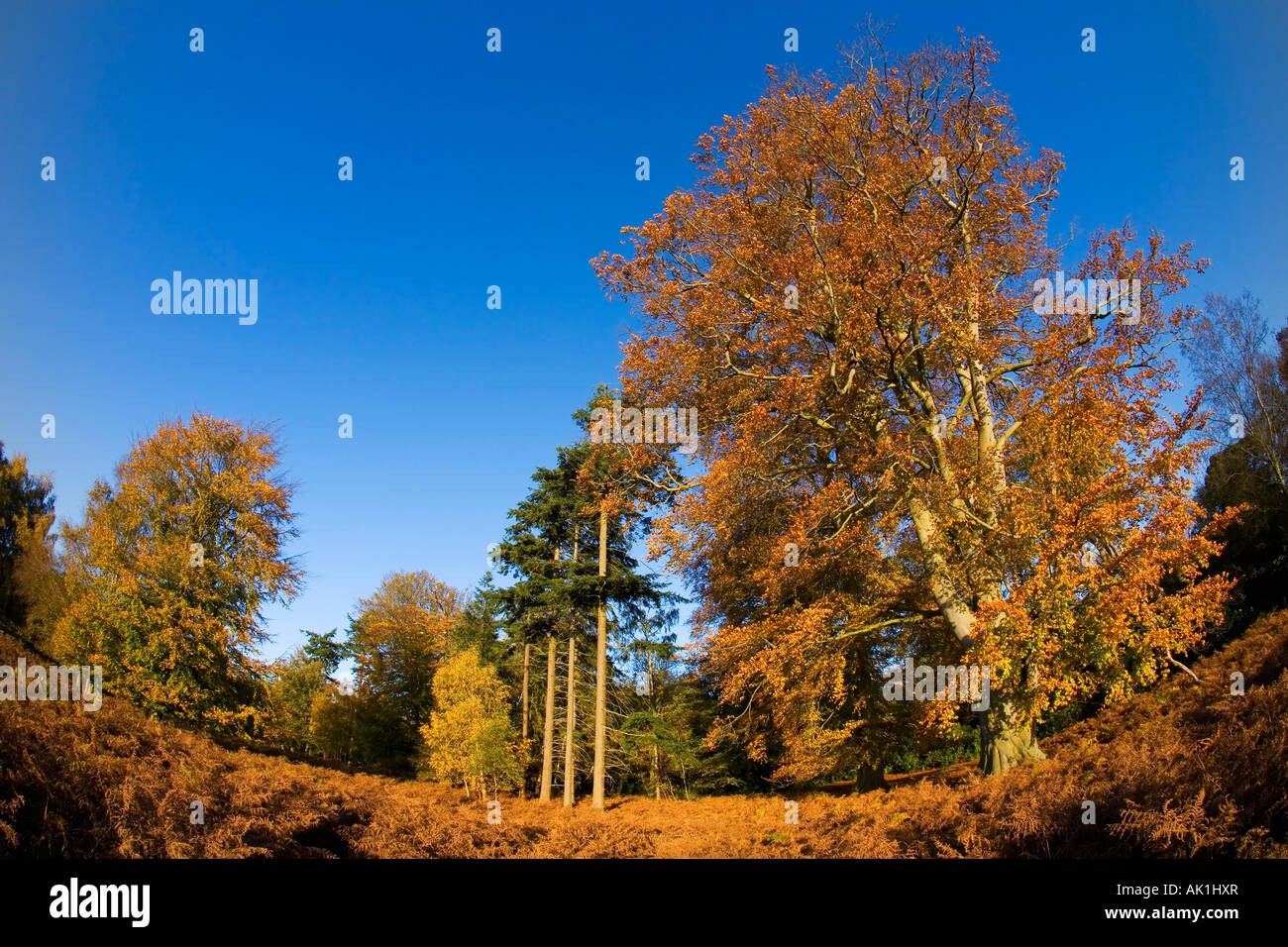 Englischen Wald Herbst Herbst Farben Farben Wald Sonne Nachmittagssonne scheint Shropshire England UK GB Stockfoto