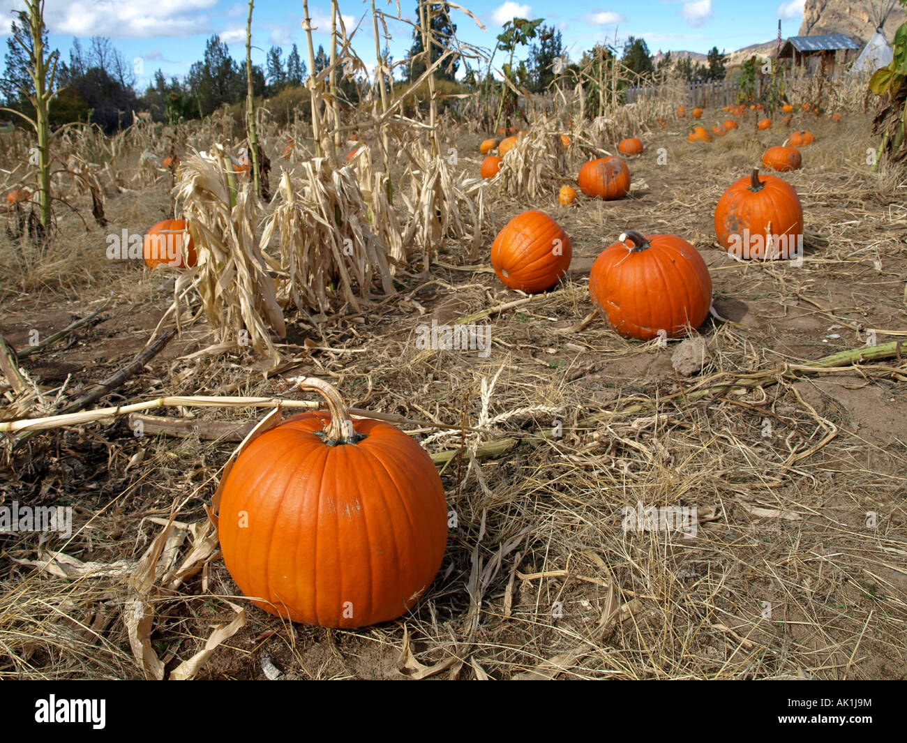 USA OREGON TERREBONNE A Pumpkin Patch oder ein Feld im Herbst auf der D-D-Ranch in der Nähe von Smith Rock State Park Stockfoto