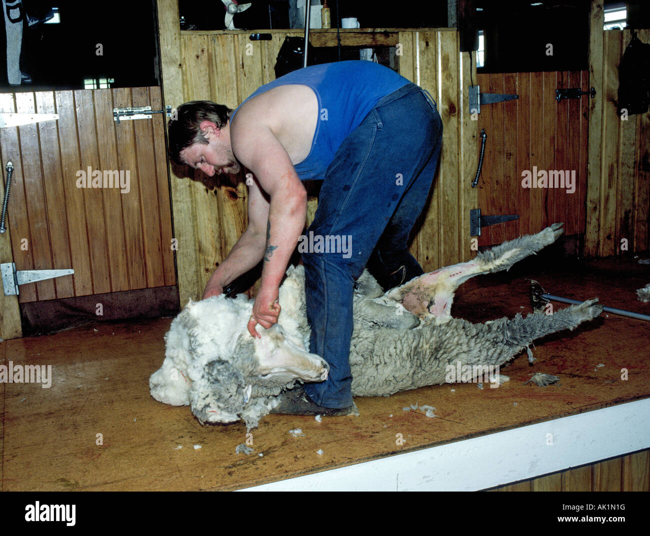 Ein Schaf-Schermaschine clips ein Mutterschaf in einer Scheune auf einer Schaffarm in der Nähe von Queenstown Neuseeland Stockfoto