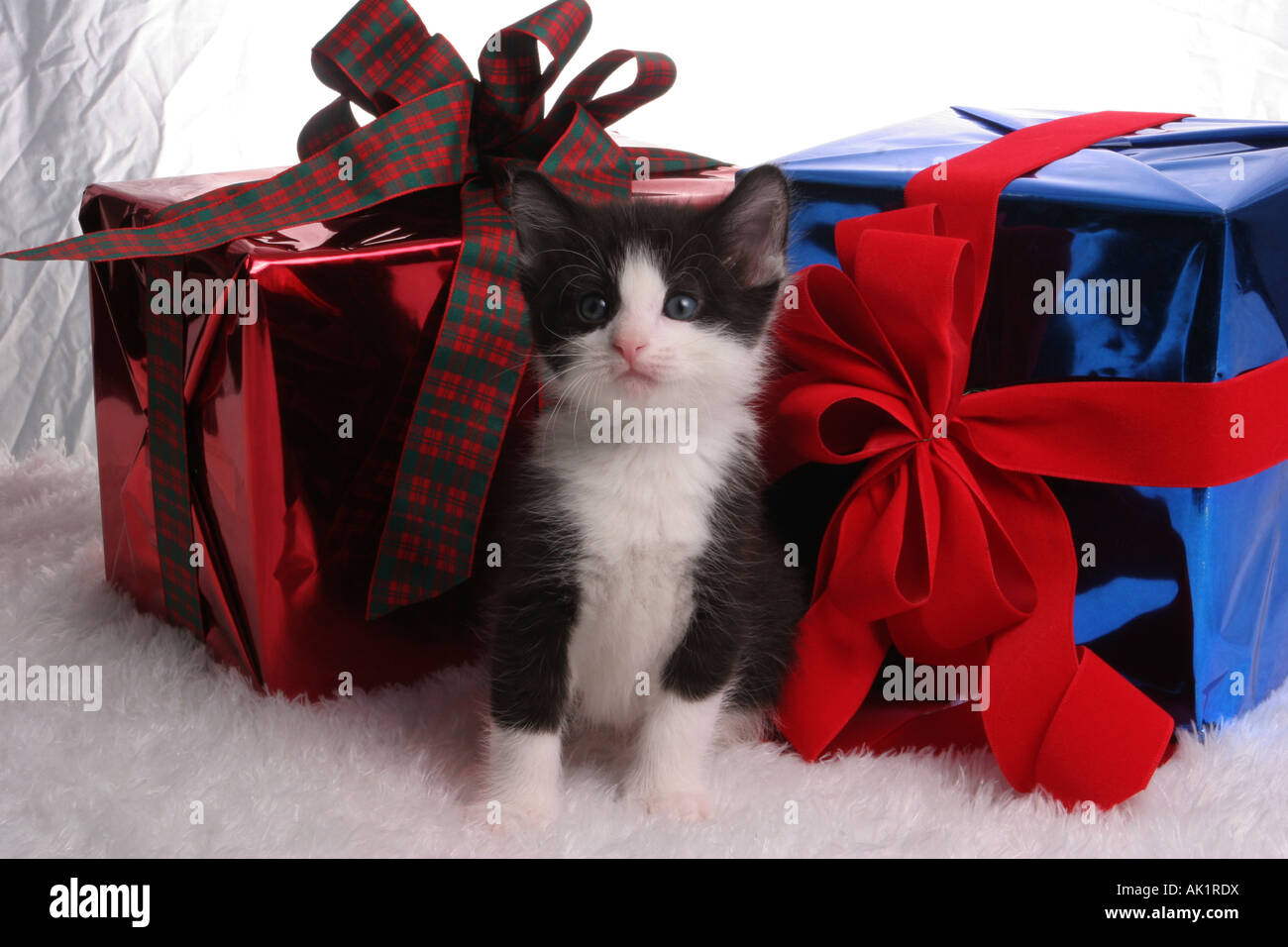 Eine schwarze und weiße inländischen Kitty Cat als Weihnachtsgeschenk Stockfoto