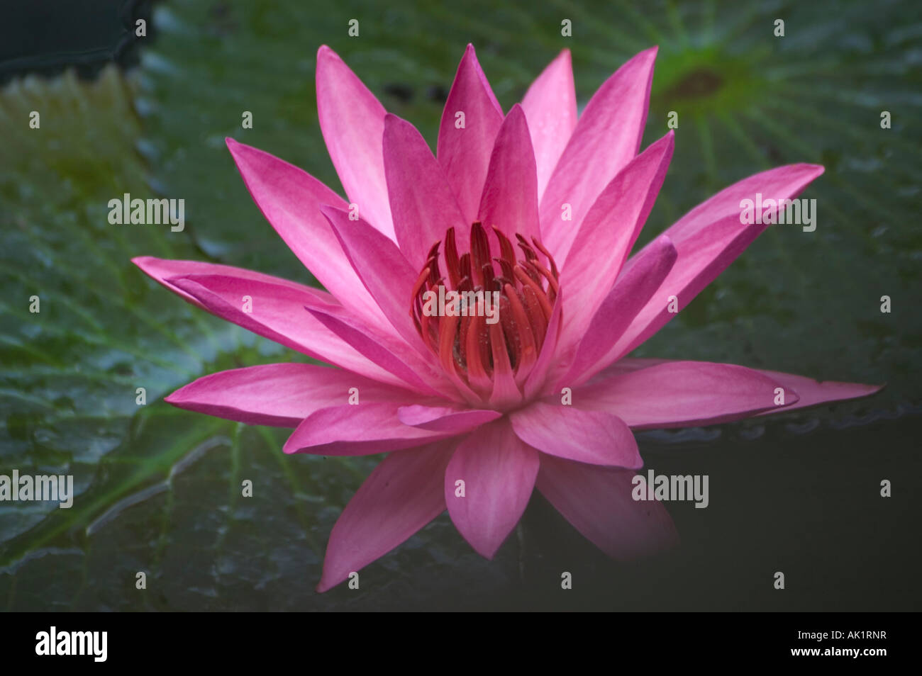 Nymphaea-Seerose blüht im späten November Luang Prabang Laos rosa Stockfoto