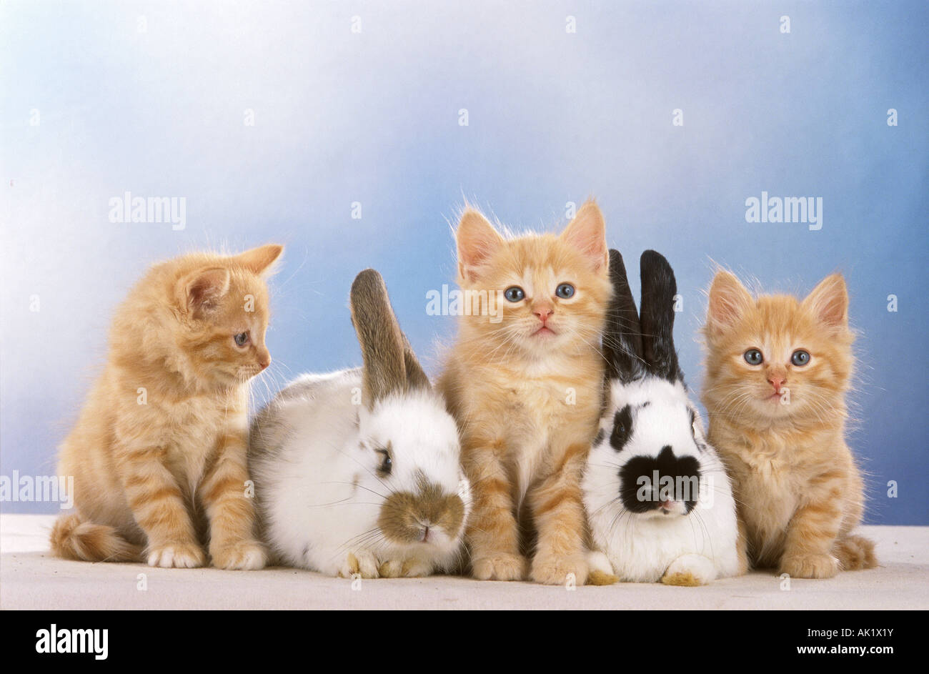 tierische Freundschaft: drei Katzen und zwei Kaninchen Stockfoto